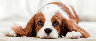 Illustration : "Pourquoi mon chien pleure ?"