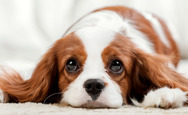 Illustration : "Pourquoi mon chien pleure ?"
