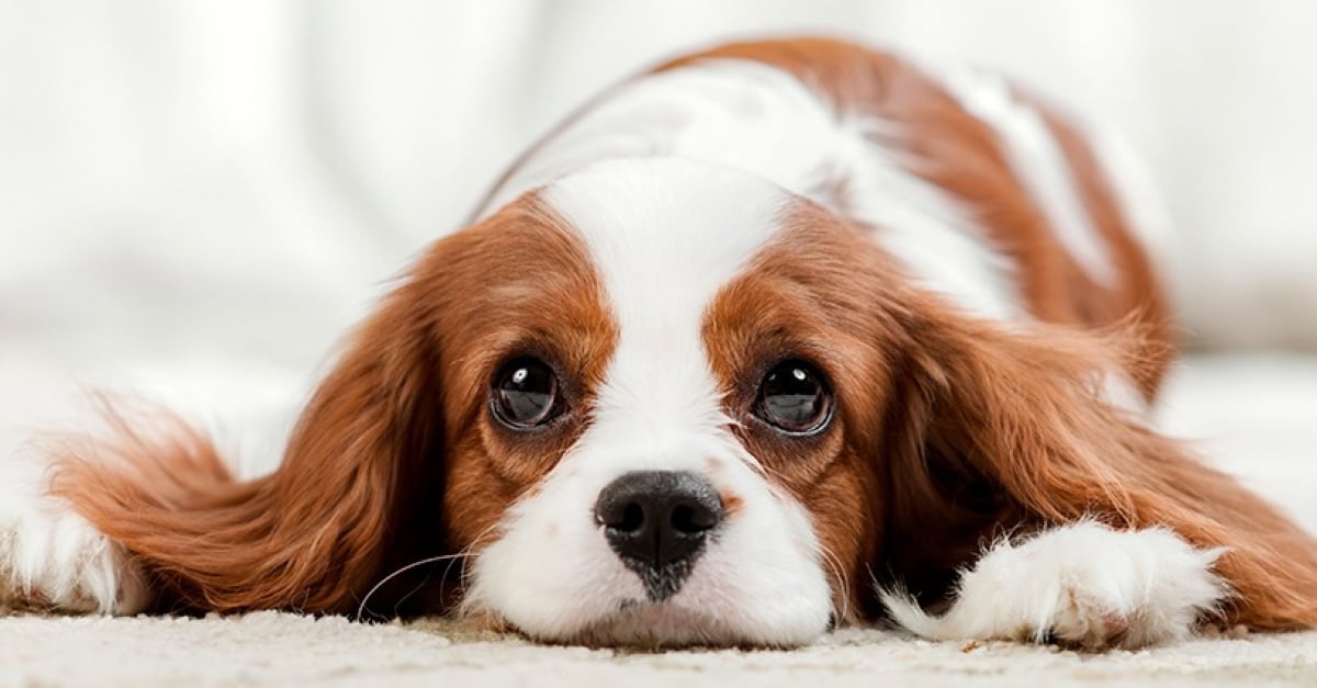 15 bébés animaux qui ne devraient pas être autorisés à être aussi mignons