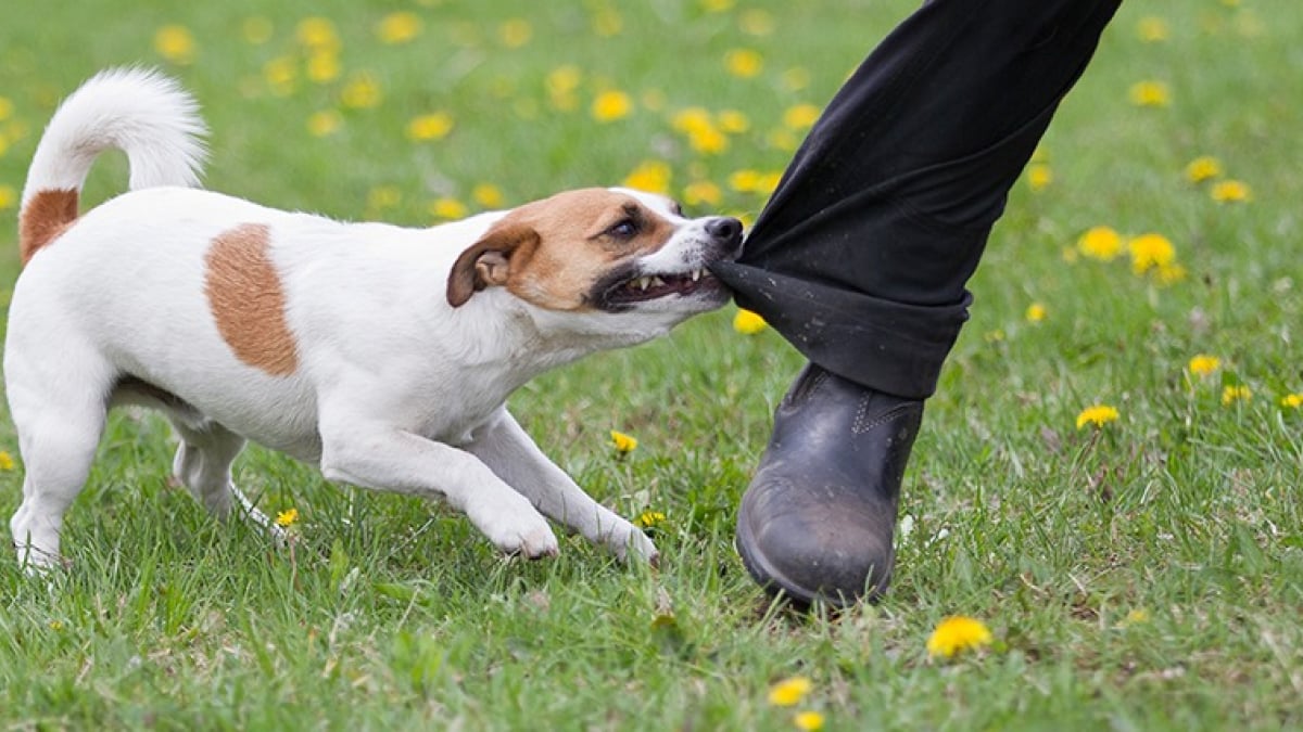 La laisse pour chien dans tous ses états –