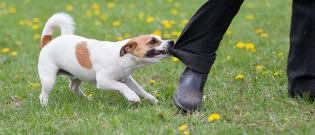 Illustration : "Pourquoi mon chien est agressif avec le facteur ?"