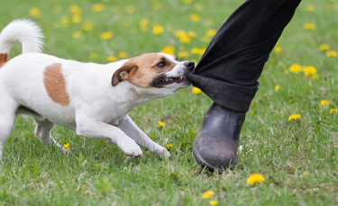 Illustration : "Pourquoi mon chien est agressif avec le facteur ?"