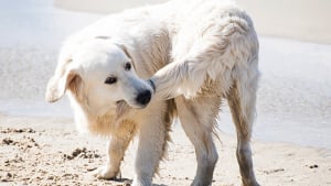 Pourquoi un chien court après les voitures ?