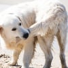 Illustration : Pourquoi mon chien court apr&egrave;s sa queue ?
