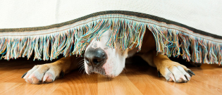 Illustration : "Pourquoi mon chien se cache ?"