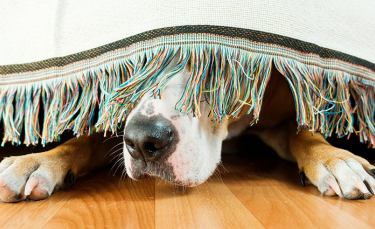 Illustration : "Pourquoi mon chien se cache ?"