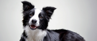 Illustration : "Pourquoi mon chien claque des dents ?"
