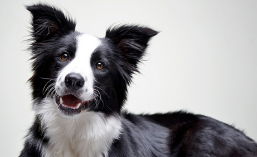 Illustration : "Pourquoi mon chien claque des dents ?"