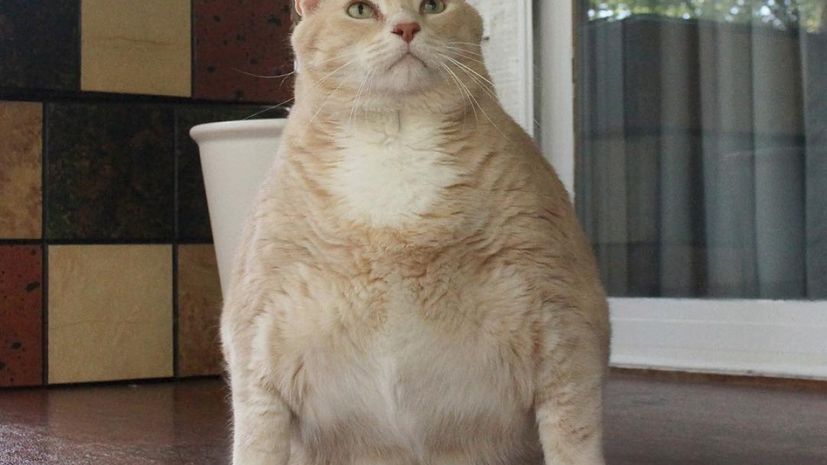 Illustration : "Partis pour adopter un chaton, ils repartent finalement avec un chat obèse"
