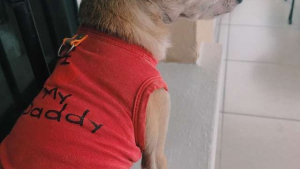 Illustration : Ce chien retrouve des vêtements de son défunt maître et ne veut plus les quitter