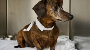 Illustration : Canada : ils créent un crâne 3D pour sauver une chienne atteinte d’un cancer