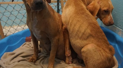 Illustration : Un refuge vient au secours d’une chienne et de son fils, cette dernière le rassure alors qu’il est effrayé