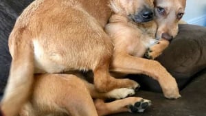 Illustration : Un chien rencontre son double dans la rue et parvient à convaincre sa maîtresse récalcitrante de l'adopter