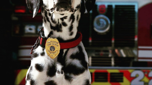 Illustration : Meilleurs amis, un pompier et une chienne dalmatien se voient séparés par la maladie