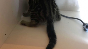 Illustration : Un chaton un peu trop curieux va rester coincé dans un endroit insolite