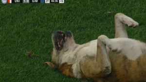 Illustration : Un chien fan de football interrompt un match pour demander des câlins aux joueurs