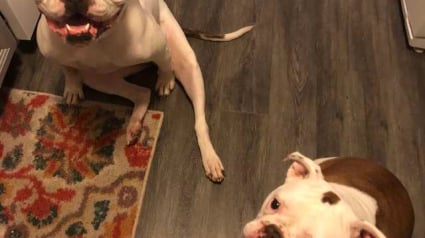 Illustration : Elle perd son mari dans un accident et adopte deux chiens pour aider ses filles à se reconstruire