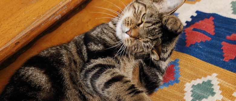Illustration : "Comment nettoyer les oreilles de son chat ?"