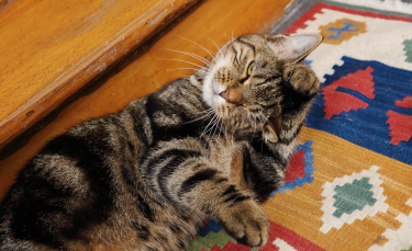 Illustration : "Comment nettoyer les oreilles de son chat ?"