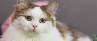 Illustration : "Comment nettoyer les yeux de son chat ?"