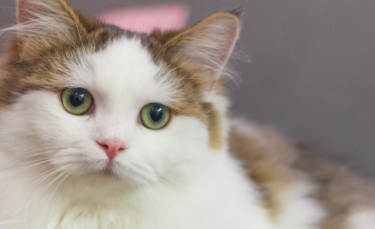 Illustration : "Comment nettoyer les yeux de son chat ?"