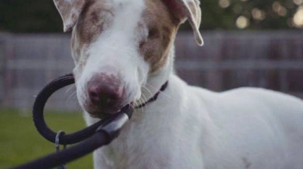 Illustration : Un chien aveugle et sourd n’arrive pas à être adopté