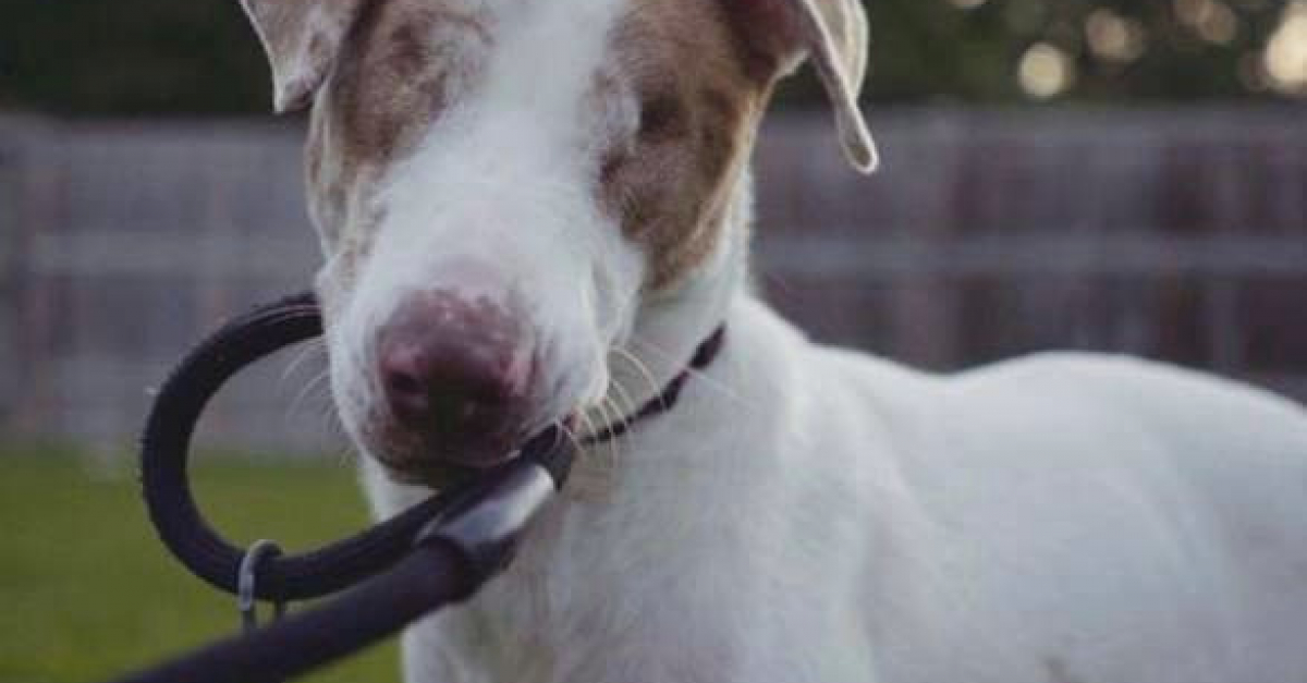 Un chien aveugle et sourd n’arrive pas à être adopté