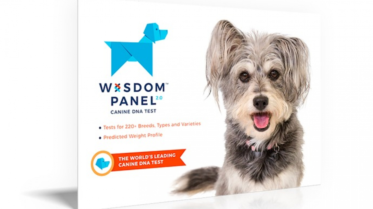 Illustration : "Découvrez le test ADN Wisdom Panel pour connaître les véritables origines de votre chien !"
