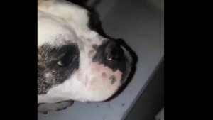 Illustration : Un jeune homme se filme en train de pousser son chien à plusieurs reprises par la fenêtre.