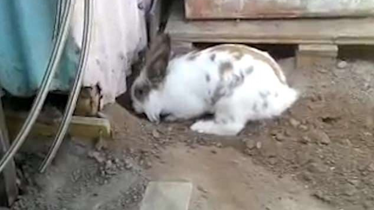 Illustration : "(Vidéo) L’incroyable sauvetage d’un chat…par un lapin !"