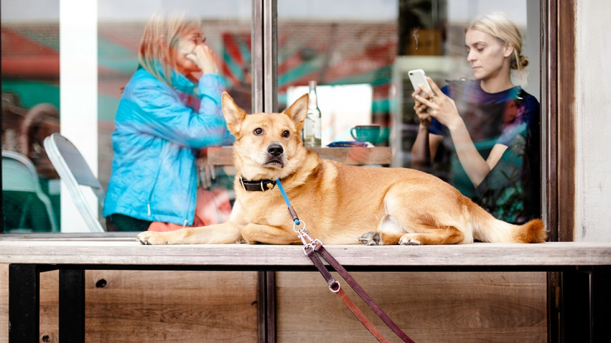 Illustration : "Selon une étude, un chien serait déprimé quand son maître abuse de son smartphone"