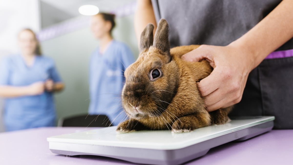 Illustration : "Les soins vétérinaires chez le lapin"