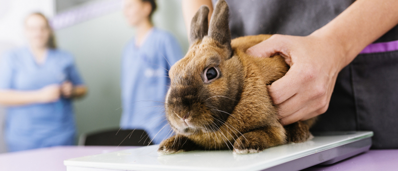 Illustration : "Les soins vétérinaires chez le lapin"