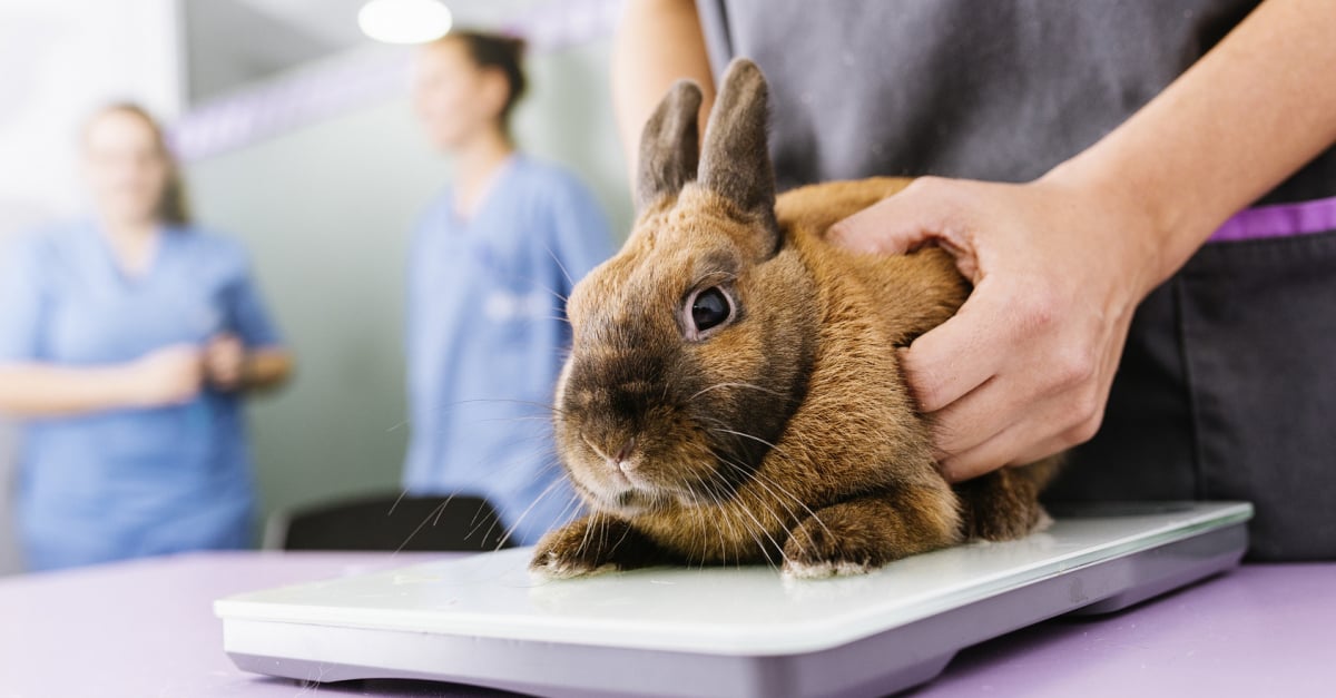 Quels Sont Les Soins Veterinaires Apportes A Votre Lapin