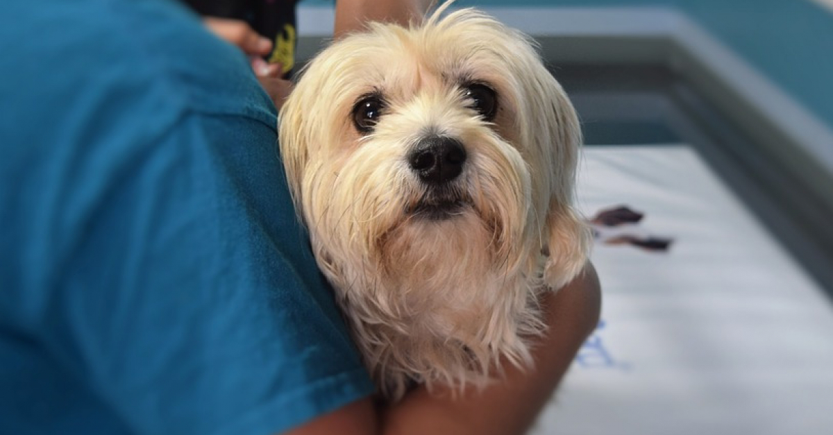Un hôpital belge autorise les animaux de compagnie