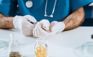 Illustration : "Les soins vétérinaires chez la souris"