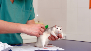 Illustration : Les soins vétérinaires chez le rat