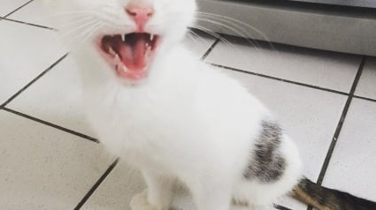 Illustration : Une femme va sauver la vie d’un chaton dépourvu de pattes arrière