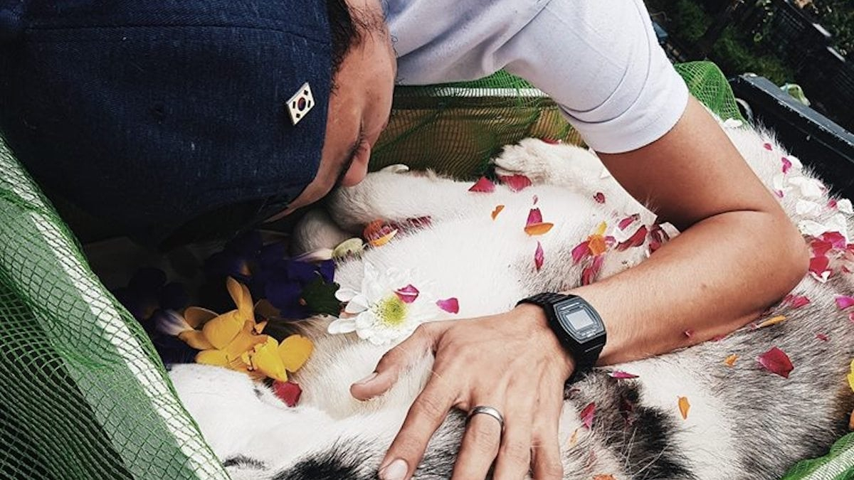 Illustration : "Un jeune homme perd son chien et partage sa douleur avec le monde entier"