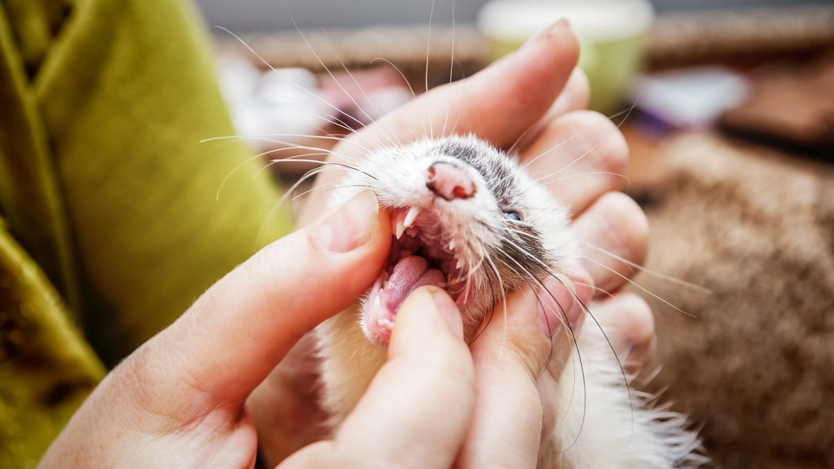 Illustration : "Les soins vétérinaires chez le furet"