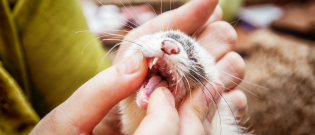 Illustration : "Les soins vétérinaires chez le furet"
