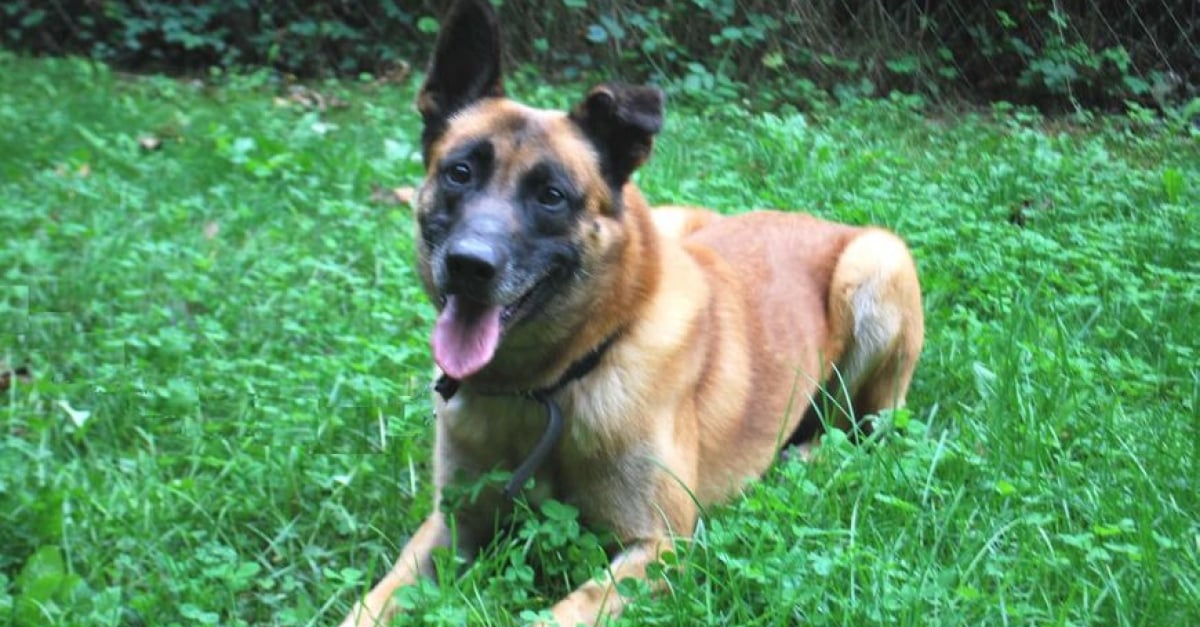 24 familles candidates pour adopter un chien de 7 ans