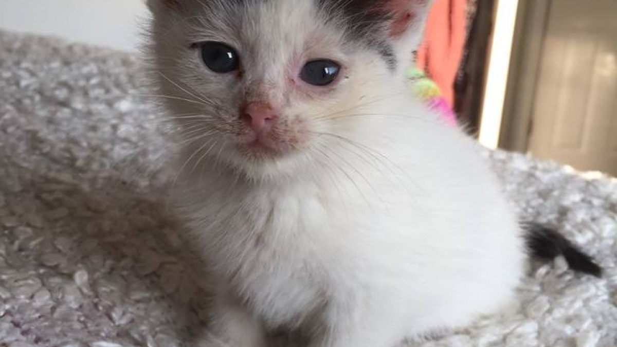 Illustration : "Un petit chaton secouru dans une maison abandonnée dont le toit s’était écroulé"