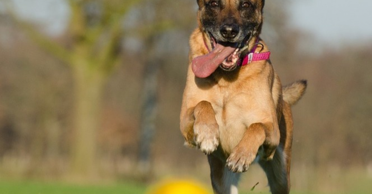 Un chien maltraité dès son plus jeune age intègre une