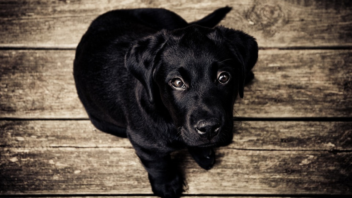 Illustration : "Un chien de 2 ans va être sauvé par 3 donateurs"