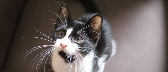 Illustration : "Comment trouver un nom pour un chat mâle ?"