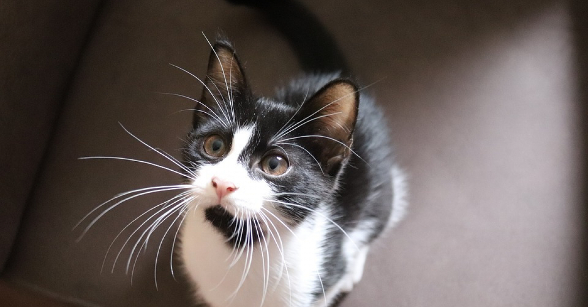 Nos Conseils Pour Choisir Un Nom A Votre Chat Male Nos Conseils Pour Choisir Un Nom A Votre Chat Male