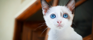 Illustration : "Comment trouver un nom pour un chat femelle ?"