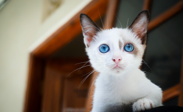 Illustration : "Comment trouver un nom pour un chat femelle ?"