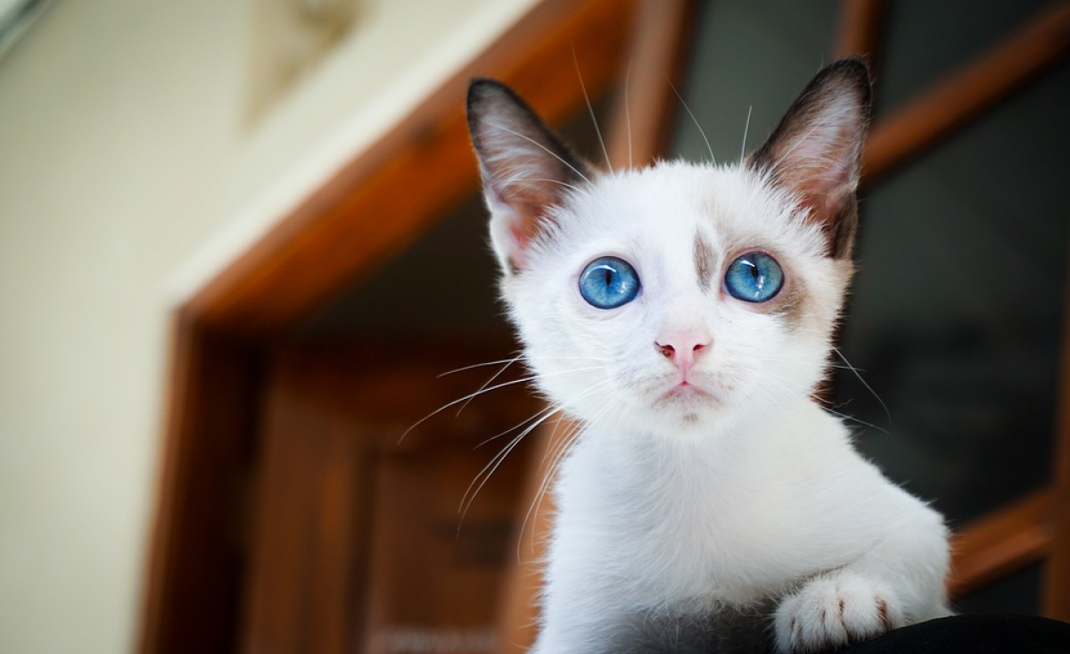 Illustration : "Comment trouver un nom pour un chat femelle ?"